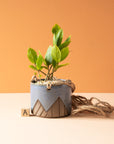 Less is More Studios | Planter Collection