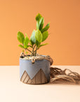 Less is More Studios | Planter Collection