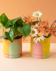 Stanley Chester & Albert | Planter Collection