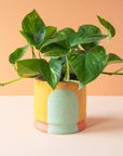 Stanley Chester & Albert | Planter Collection