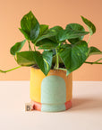 Stanley Chester & Albert | Planter Collection