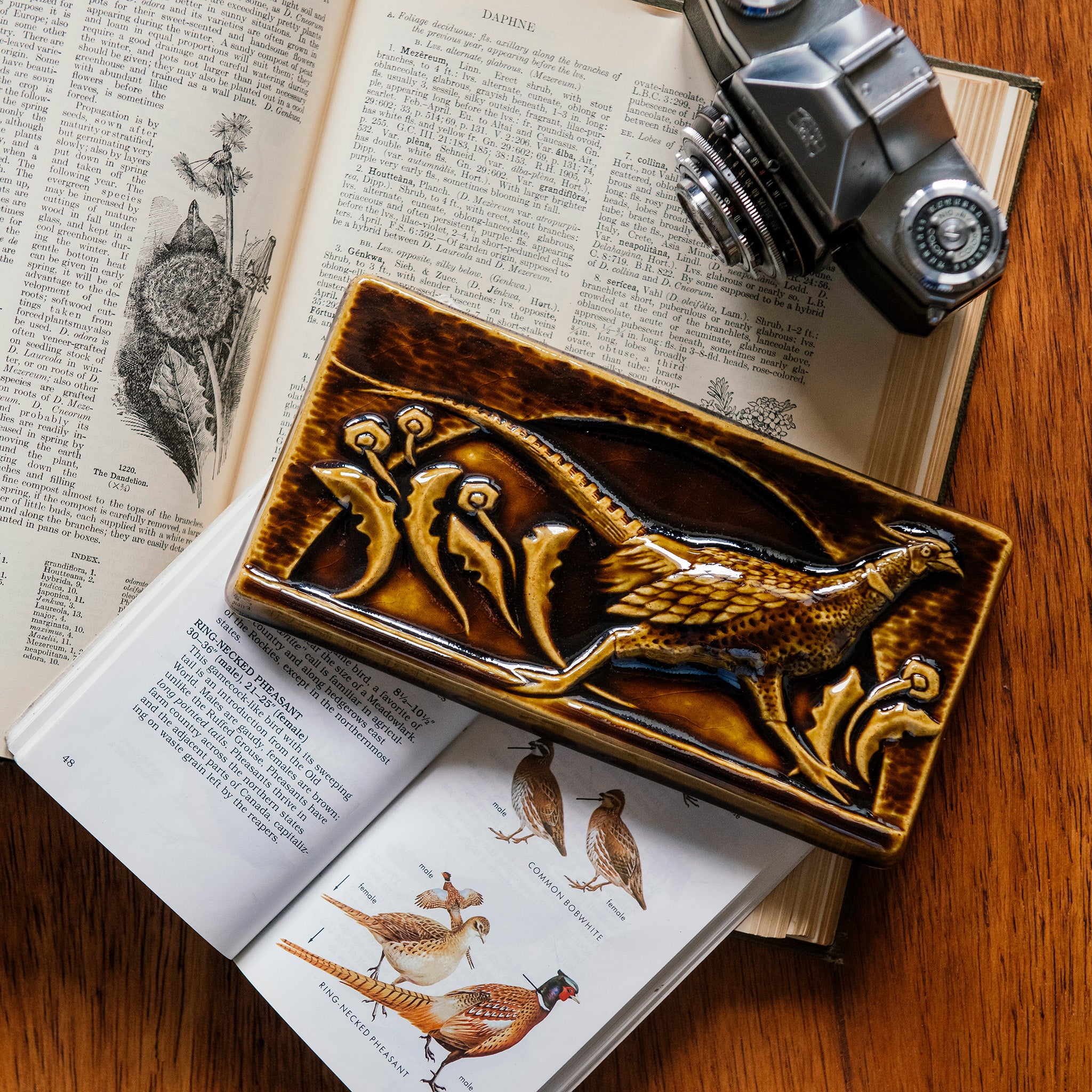 The long, horizontal Pheasant Tile features a male ring-necked pheasant running across the tiles. Puffy late-summer dandelions surround its outstretched feet. A large, domed sun is setting behind it. Featured in in a glossy brown Molasses glaze. 