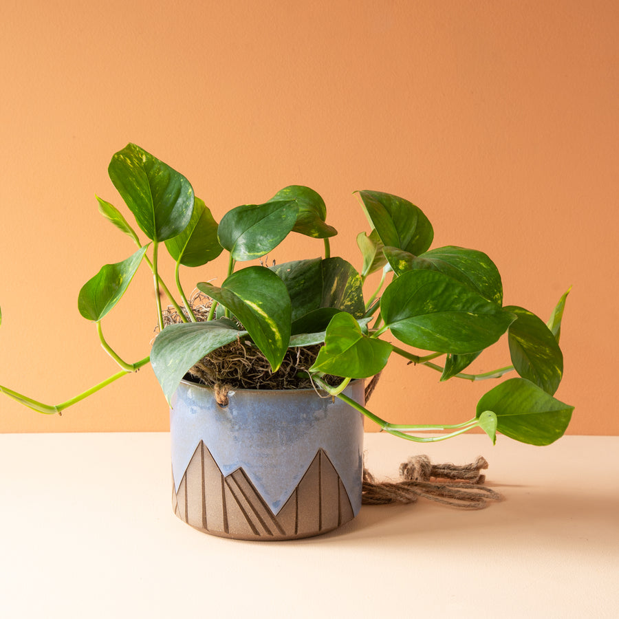 Less is More Studios | Planter Collection