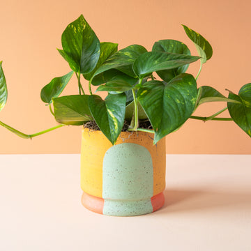 Stanley Chester & Albert | Planter Collection