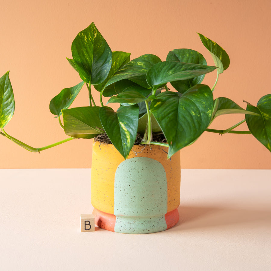 Stanley Chester & Albert | Planter Collection
