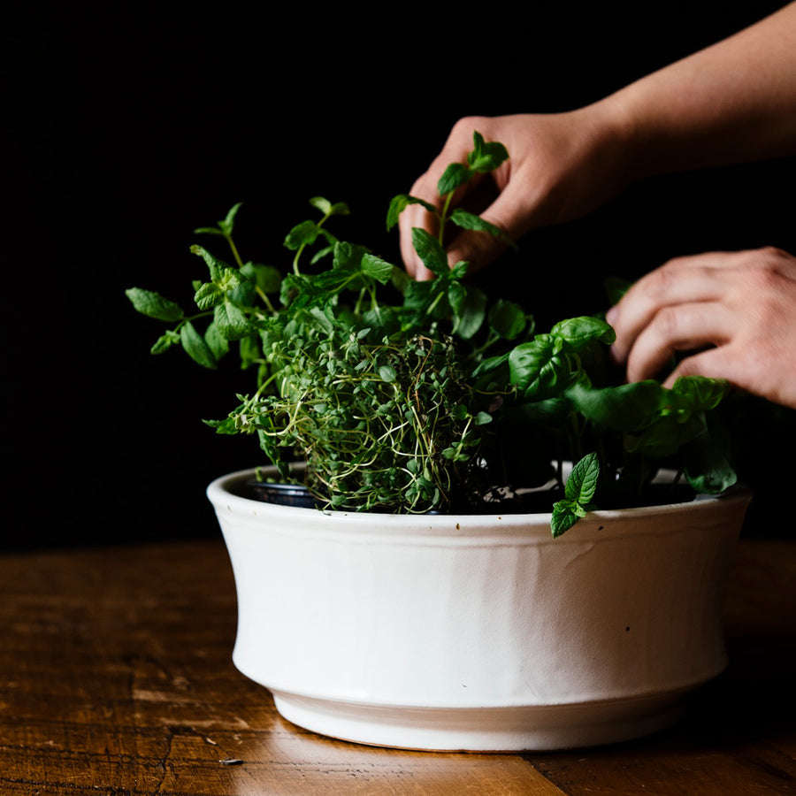 The Mod Bowl is a circular bowl with somewhat straight sides - similar to a casserole dish. There is a lip at the bottom that comes up to sides with just a small amount of curve. This Mod Bowl features the creamy white Birch glaze that has some brown speckling.